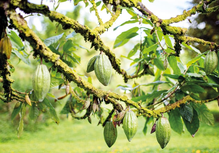 Advancing responsible sourcing at Hershey's