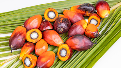 Owoce i liście palmy olejowej