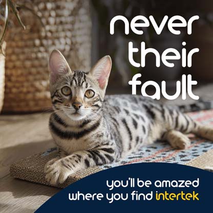 A housecat sitting on a rug